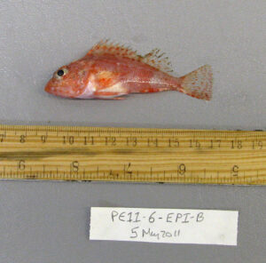 A Pontinus Rathbuni Highfin Scorpionfish measured for reference.