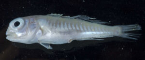 A Lopholatilus Chamaeleonticep fresh from trawl.