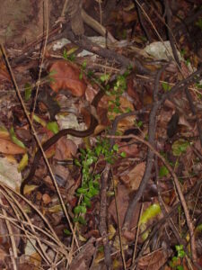 Snake pictured in area of operations in Puerto Rico.