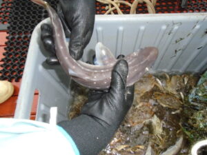 Examining Fish and Crabs from Trawl