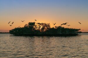 Rookery Island with Birds flying over it
