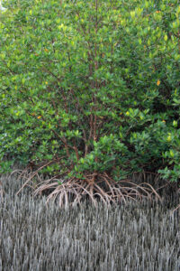 Red mangrove in background with Black mangrove pneumatophores in foreground
