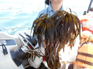 Kelp