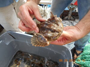 Leptocottus armatus Staghorn Sculpin