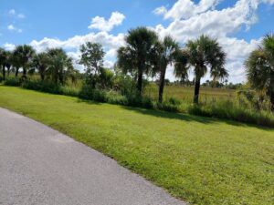 Road with palm trees in front of clear blue sky.