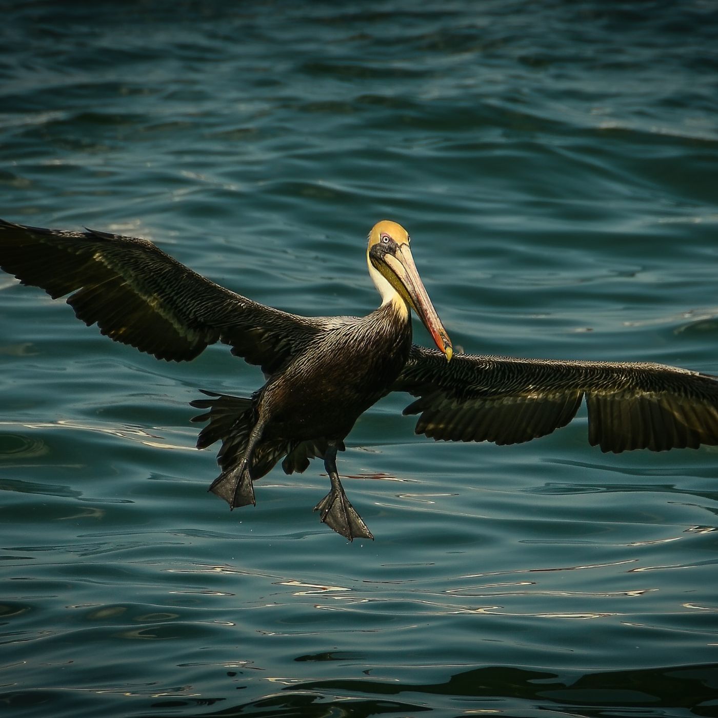 picture of bird flying over water geotagged in cape canaveral, fl. Thank you unsplash/Ron Graham for photo.